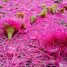 Árvore cor de Rosa