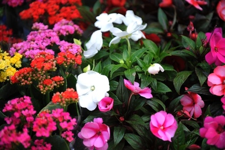 O Feng Shui das Flores