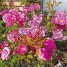 Em nome da rosa