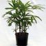Plantas que minimizam ondas eletromagnéticas nocivas