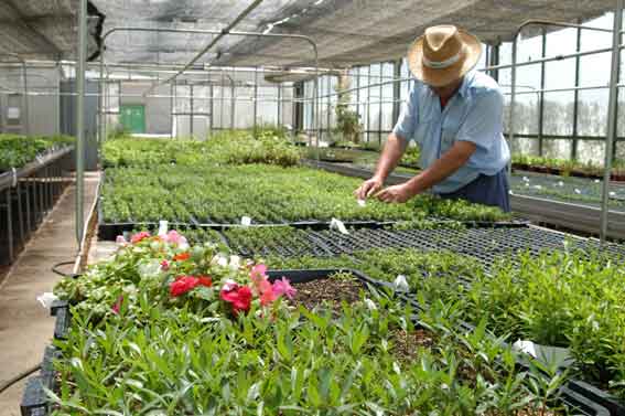 Os produtores de plantas