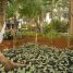 Marantaceas para cantinhos sombreados no jardim