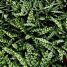 Calathea Lancifolia / Calathea Insignis