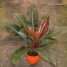 Philodendrons e suas versatilidades