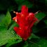 Ruellia chartacea