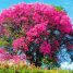 Paineiras floridas