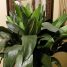Aspidistra elatior