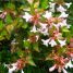 Abelia Grandiflora