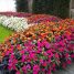 Sun Patiens: uma forração inigualável