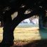 A Floresta e a Vida