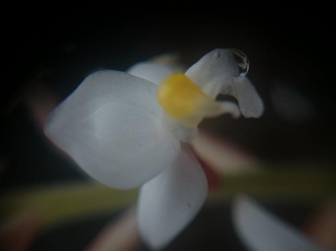 Ludisia Discolor – uma orquídea com folhagem unica | Jardim Cor