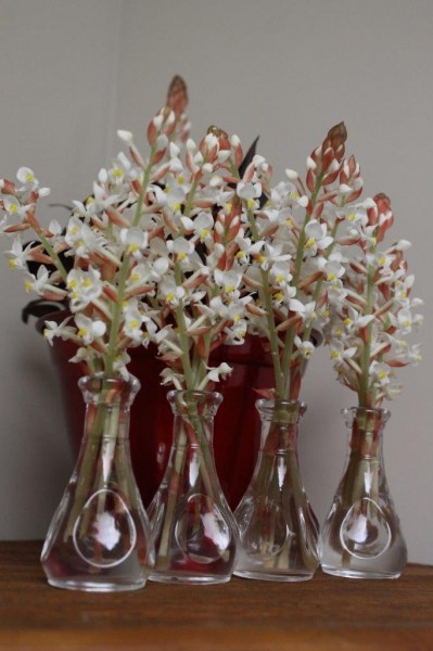 Ludisia Discolor – uma orquídea com folhagem unica | Jardim Cor
