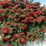 Clerodendron splendens