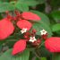 Mussaenda erythrophylla