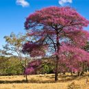 Physocalymma scaberrimum