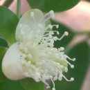 Eugenia Pyriformis