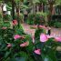 Plantas que florescem em áreas sombreadas