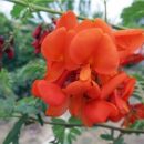 Sesbania punicea