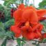 Sesbania punicea