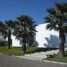 Washingtonia robusta