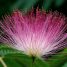 Albizia julibrissin
