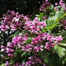 Andira fraxinifolia Benth