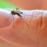 Flores como armas contra o mosquito da Dengue