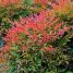 Nandina domestica