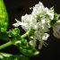 Ocimum basilicum