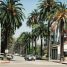 Phoenix canariensis