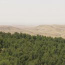 O Bosque Yatir