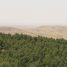 O Bosque Yatir