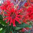 Stenocarpus sinuatus