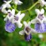Vitex montevidensis – Tarumã Azeitona