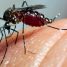 Mosquito-da-dengue