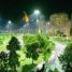 Árvores na cidade: efeitos da iluminação artificial