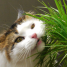 Plantas tóxicas para cães e gatos