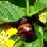 Mamangavas