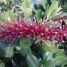 Norantea brasiliensis