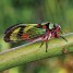 Cigarras