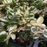 Alternanthera ficoidea ‘White Carpet’