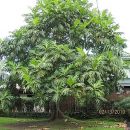 Artocarpus altilis