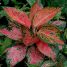 Aglaonema, cultivares