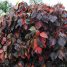 Acalypha wilkesiana “Macrophylla”