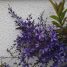 Petrea subserrata