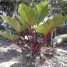 Philodendron melinonii
