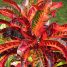 Codiaeum variegatum