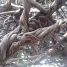 Ficus dendrocida
