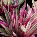Tradescantia spathacea