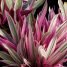 Tradescantia spathacea